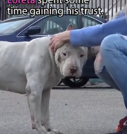 N3101012 He Was Once Broken and Afraid… What Happened to Wilbur Will Shock You