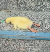 N0201075 found little duckling lying on ground then #rescue #anima