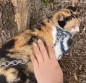 N0201076 Cat living in chains scared begged help miracle happened #cat