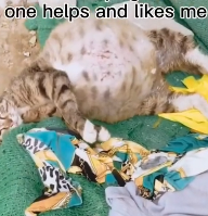 N0201077 poor cat seems Extremely Painful! We must rescue her NOW! But