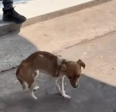 N0201078 being kicked out on street to happy home!#rescue #animals #fyp…