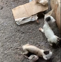 N0201079 Save weak animals. Rescue them now #rescue #pets #petsoftiktok #anima…