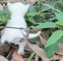 N0201080 Rescue baby fox, then #fox #animals #animalsrescue #pet #petsofti