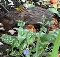 N0201081 Reacue baby wolf #wolf #pet #petsoftiktok #rescue #animalsrescue