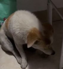 N0201009 Stray Dog Follow Love No Turning Back #rescue #cute #h