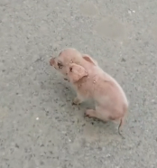 N0201083 tiny pig was lost on road then happened..#rescue #fyp
