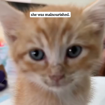 N0201085 Rescued kitten had lost her mom #rescue #fyp #rescuekitten #ki…