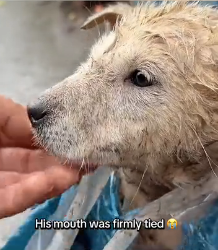 N0301031 recuse puppy was stuck in bag hungry helpless #animal #he…