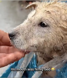 N0301031 recuse puppy was stuck in bag hungry helpless #animal #he…