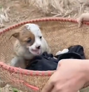 N0301029 Will you help poor abandoned dog #animal #help #save #love #an…