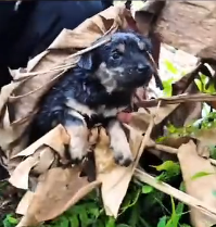 N0301028 Poor puppy was trapped in sewer man saw it recuse #animal…