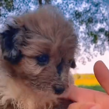 N0301027 Cute animals #animals #loveanimals #animal #cuteanimals #fyp #pet #pe