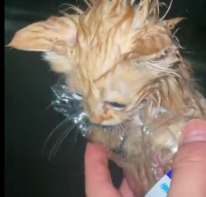 N0201010 Rescue stray cats #rescue#rescueanimals #t…