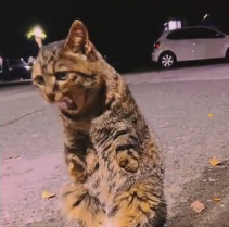 N0301025 Please love protect animals #animallover #animals #rescueanimals…