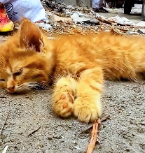 N0301024 Open wide doors of love kindness#animallover #animals #cute