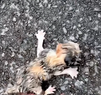 N0301023 Do you love animals #animallover #animals #cute #ilovecats #rescue #c