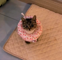 N0301022 Please help animals you love, love protect your heart#animals…