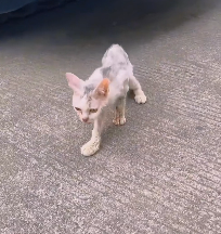 N0301021 So poor #animallover #animals #cute #rescueanimals #ilovecats #rescue…