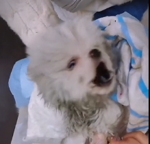 N0301020 Wishing poor little dog#animals #loveanimals #cute