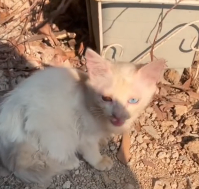 N0301019 found stray cat, barely alive,near sandpile #rescue #cute