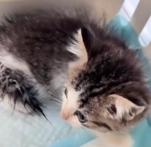 N0301018 Rescue stray cats #rescue #cute #love #helpanimals #cat #catsoftikto… (1)