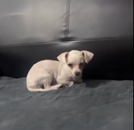 N0301017 Rescue stray dogs #rescue #cute #love #helpanimals #straydog #dog (1)