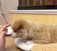 N0301016 Rescue stray dogs #rescue #cute #love #helpanimals #straydog #dog