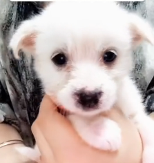 N0201011 Forgotten Pup, Unseen Love #rescue #cute #helpanimals #rescu…