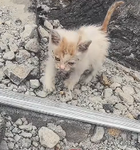 N0301015 Rescue stray cats #rescue #cute #love #helpanimals #cat #catsoftikto