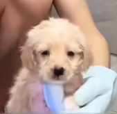 N0301014 The poor abandoned dog#fyp #rescue #abandoned #pet