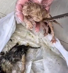 N0201002 #cat #catsoftiktok #poorcat #rescuecat