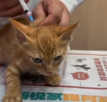 N0301013 rescued cute cat #rescue #cute #love #cat #catsoftiktok #kittens