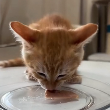 N0301011 Saving cat won change world,but his world will change #rescue