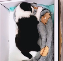 N0301010 Do you love them #animallover #animals #rescueanimals #cute #dog #bor…