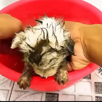 N0301009 Rescuing an abandoned puppy.#pet #fyp #rescue #abandoned