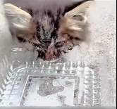 N0301008 Thank you man saving beautiful stray kitten #rescue #a