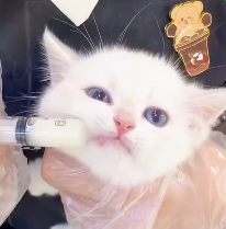 N0301007 poor kitten was living under park bench. Luckily, woman passi