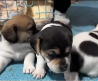 N0301006 so happy adopted em #rescue #abandoned #fyp #dogs #puppies