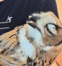 N0301005 kind couple rescued trapped owl, then happened…#rescue