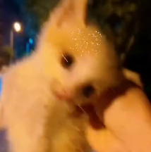 N0301004 Rescue stray cats#resuceanimals #animallovers #animalsoftiktok #cat