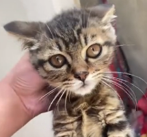 N0301003 kind woman rescued an injured kitten, then happened…#lov…