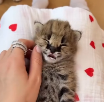 N0301002 couple rescued an abandoned serval cub, then happened…#l…