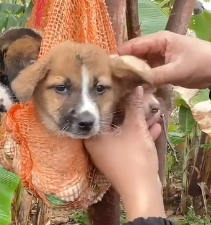 N0301032 Recuse Poor puppy was tied up in tree#animal #help #save #love #f