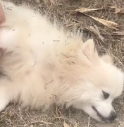 N0301033 poor puppy was abandoned tied up left on road #animal