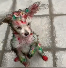 N0301034 Rescuing the dog that got stained with paint#animal #help