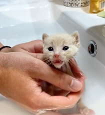 N0601001 Rescue baby fox on road then #rescue #rescueanimals #animal