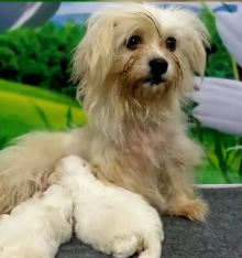 N0601002 Rescue family of dogs #rescue #rescueanimals #animals #animalsoftik…