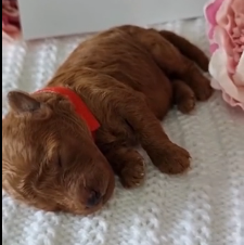 N0601003 Rescue newborn puppy on road #animal #rescue #rescueanimals #an