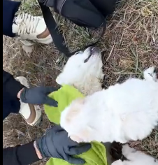 N0601004 Rescue family of dogs on road #rescue #rescueanimals #animals