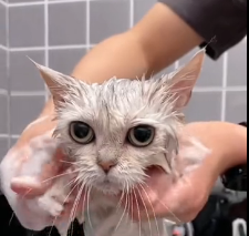 N0601005 My encounter kitten on rainy day #cat #catsoftiktok #move #fun